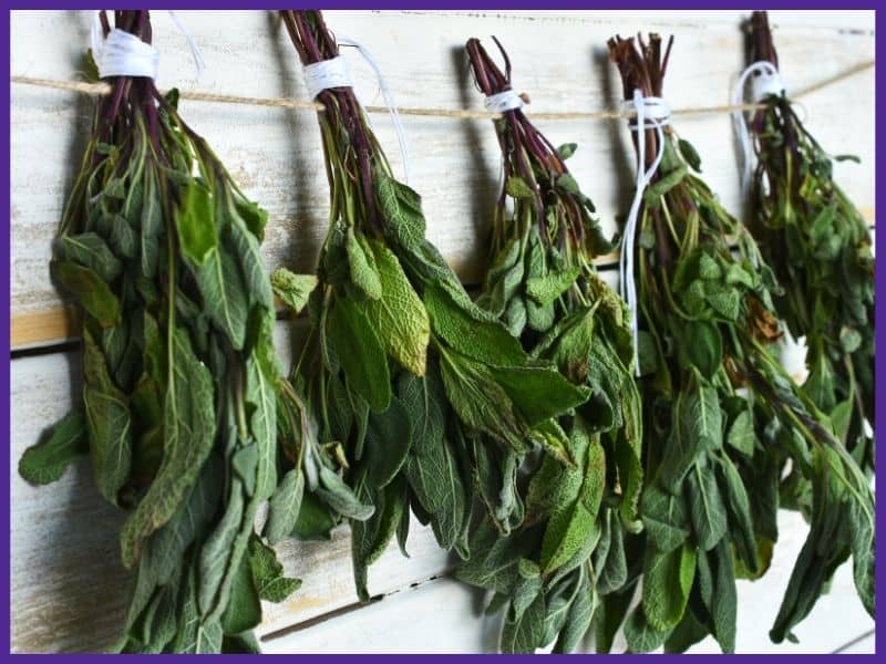 Five bunches of sage hanging up on twine against a wood wall