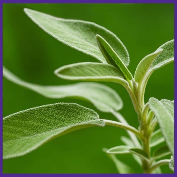 a close up of a sage plant with silvery green leafs