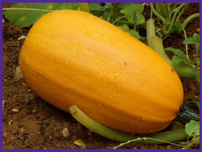 a ripe, golden yellow spaghetti squash on the ground