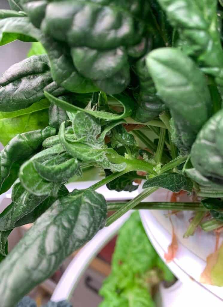 A close up of white trichomes on spinach leaves