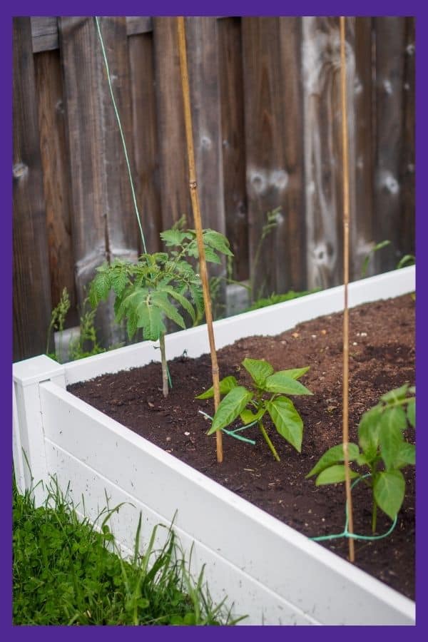 A square foot garden with two peppers and one tomato in a row. The plants are all young and each one is tied loosely to a bamboo stake. 