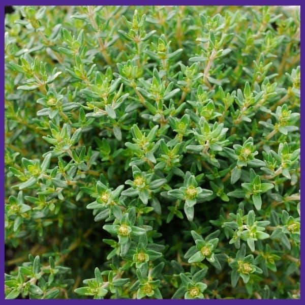 a close up of a thyme plant