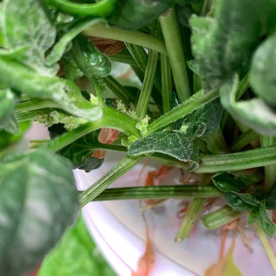 A close up picture of powdery white trichomes on spinach leaves