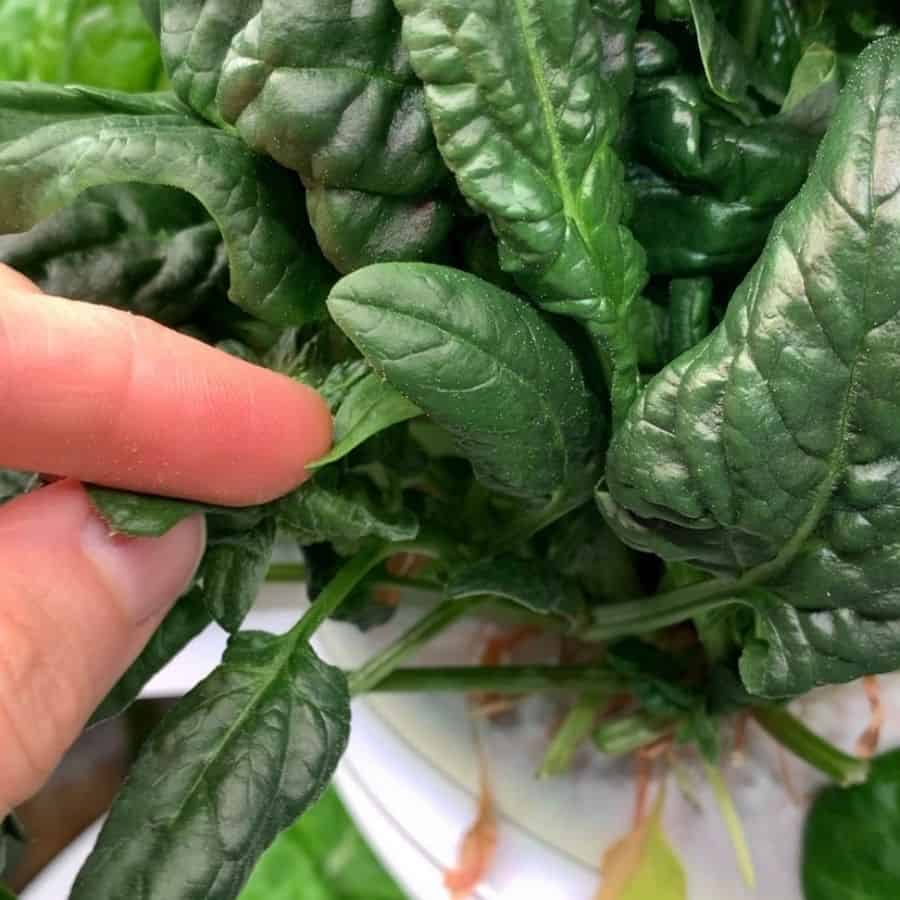 A close up of a finger and thumb rubbing spinach leaf trichomes. A few white dots are visible on the index finger.