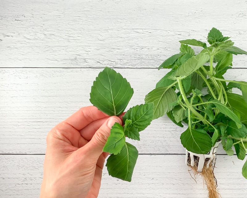 A hand holding a sprig of tulsi basil against a white wood background. The leaves look somewhat like sweet basil, but they have a jagged edge and pointed tip.
