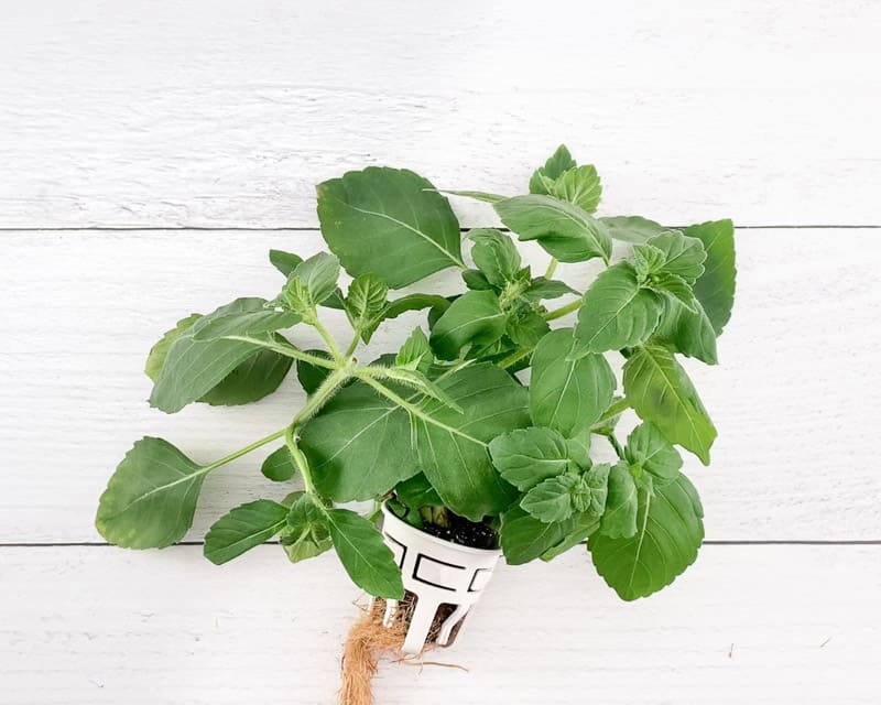 A tulsi basil plant on a white wood surface. The plant is in a white grow cup and the roots are visible.