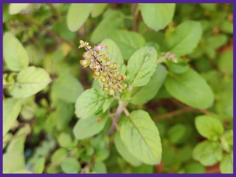 A close up of a flowering tulsi basil plant.