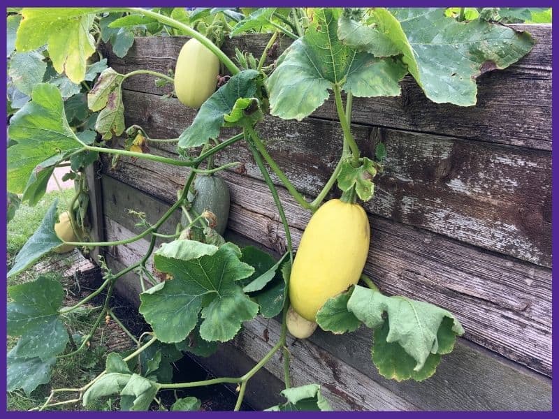 yellow and green unripe spaghetti squash on hanging vines. The vines and squash are hanging from a raised bed side made from old boards.  