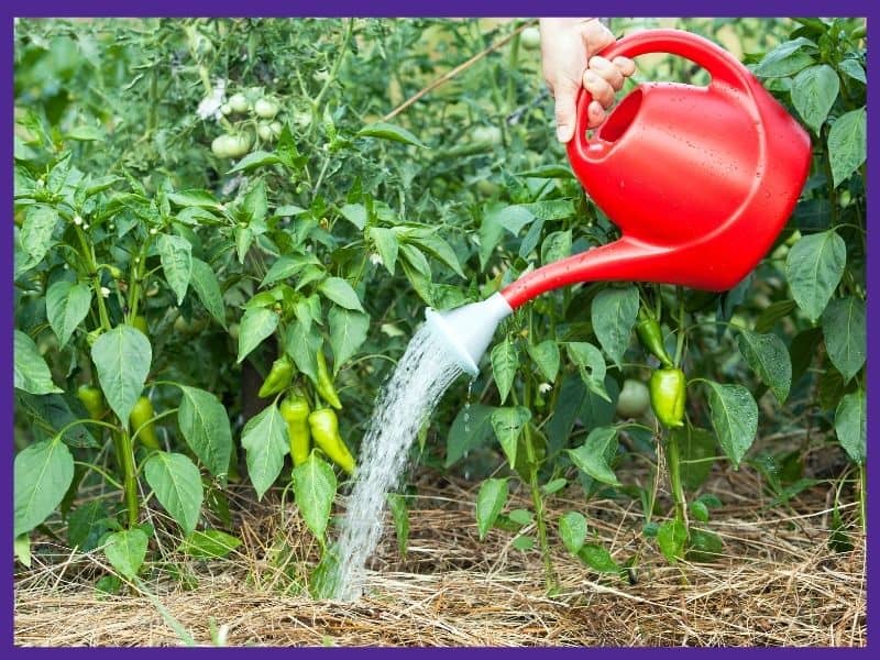 A woman's hand holding a red plastic watering can to water growing pepper plants. The plants are mulched with straw.