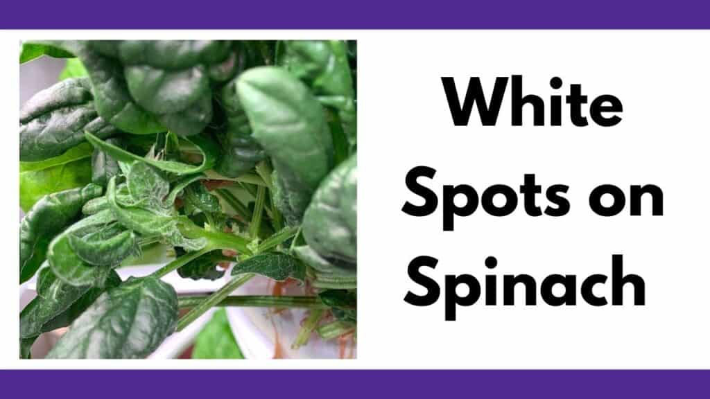 Text "white spots on spinach" next to a close up image of a spinach plant covered in white fuzz