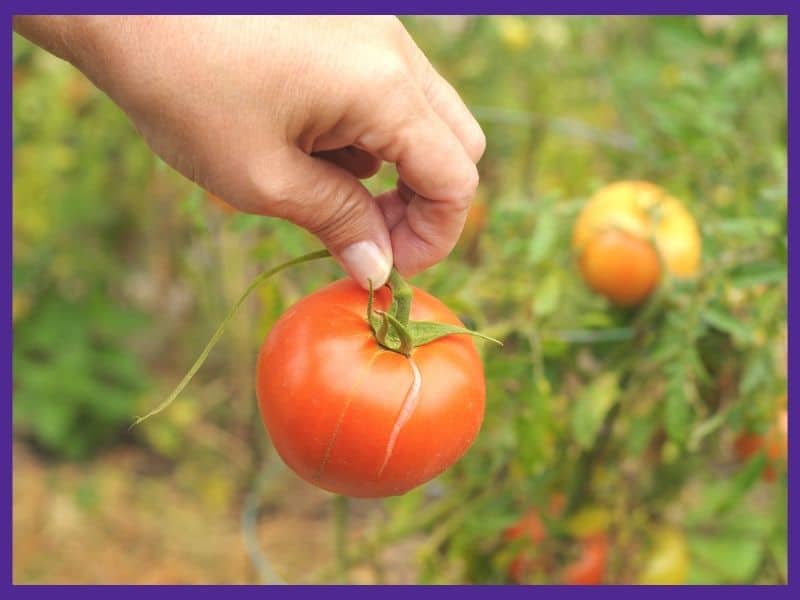 A hand holding a cracked tomato. The tomato has a dangling, torn piece of vine hanging from it.