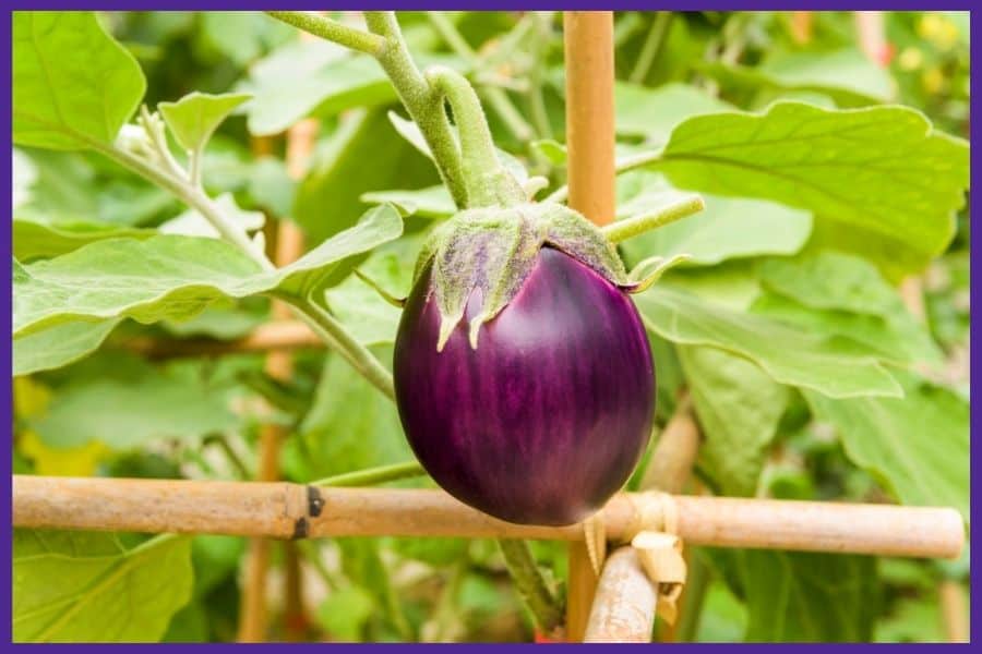 A small purple eggplant growing on a vine trellised to a bamboo support