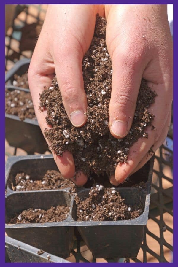 A person's hands adding potting soil to a plastic seed starting tray. The tray is on a metal table outdoors.