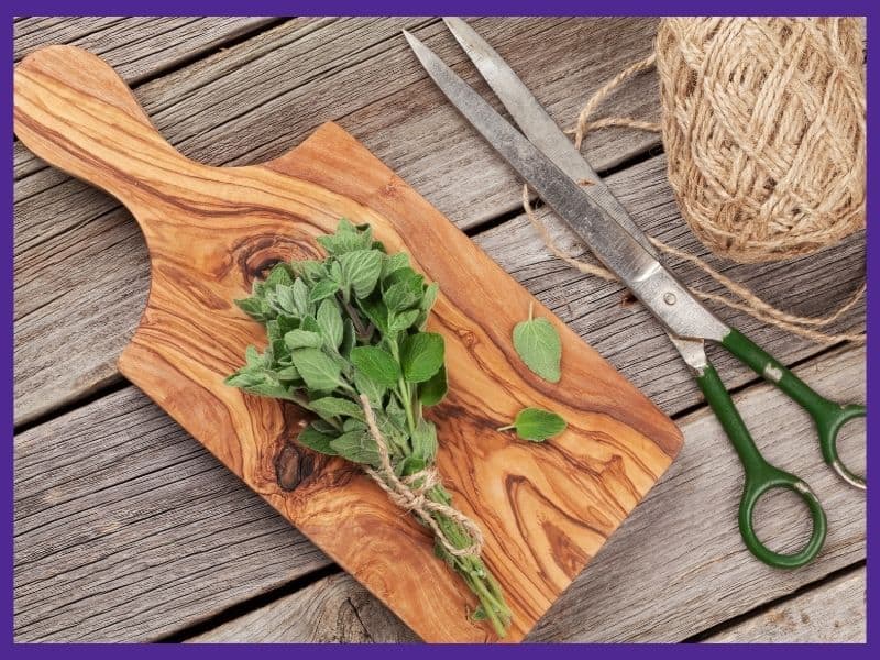 A bunch of freshly harvested oregano tied together with twine. It is on top of a wood cutting board next to a pair of vintage scissors. 