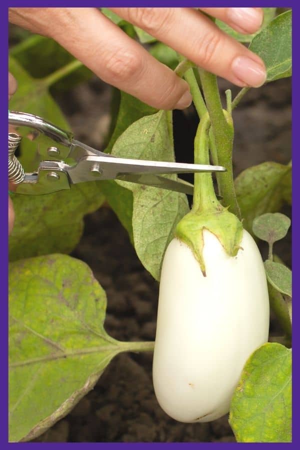 A pair of garden snips poised to harvest a white eggplant