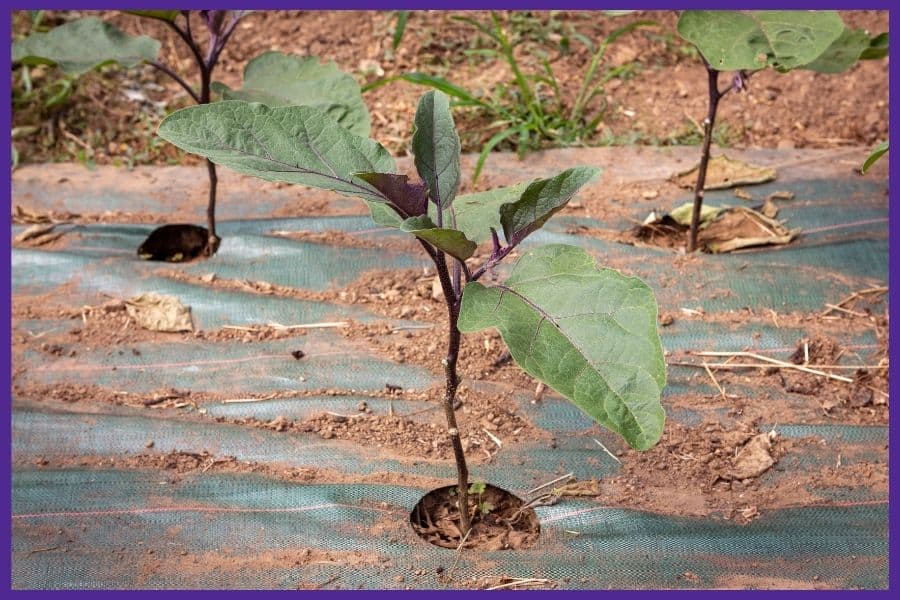 Three eggplant seedlings in the ground growing through holes in black plastic mulch