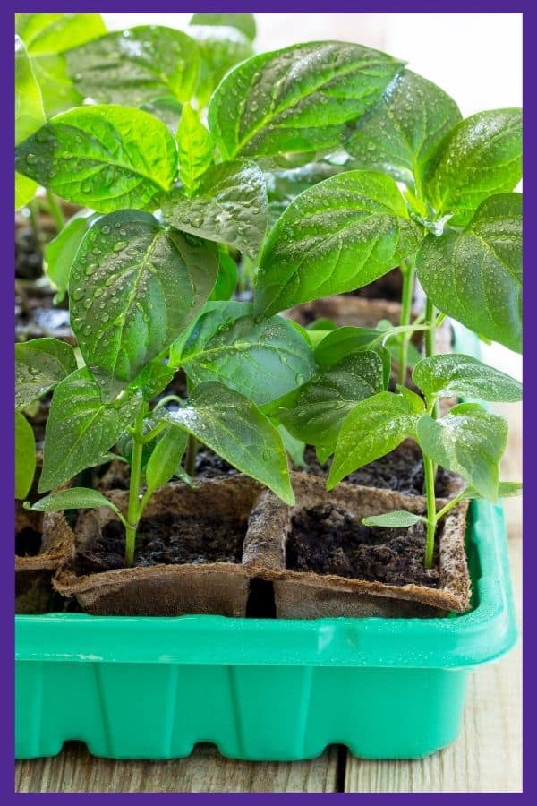 A close up of eggplant seedlings. Each seedling is in a coconut coir pot inside of a larger green plastic tray