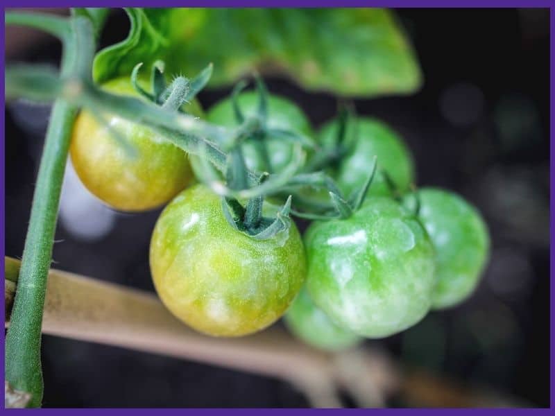 Cherry tomatoes on the vine. They are glossy green with two starting to turn yellow.