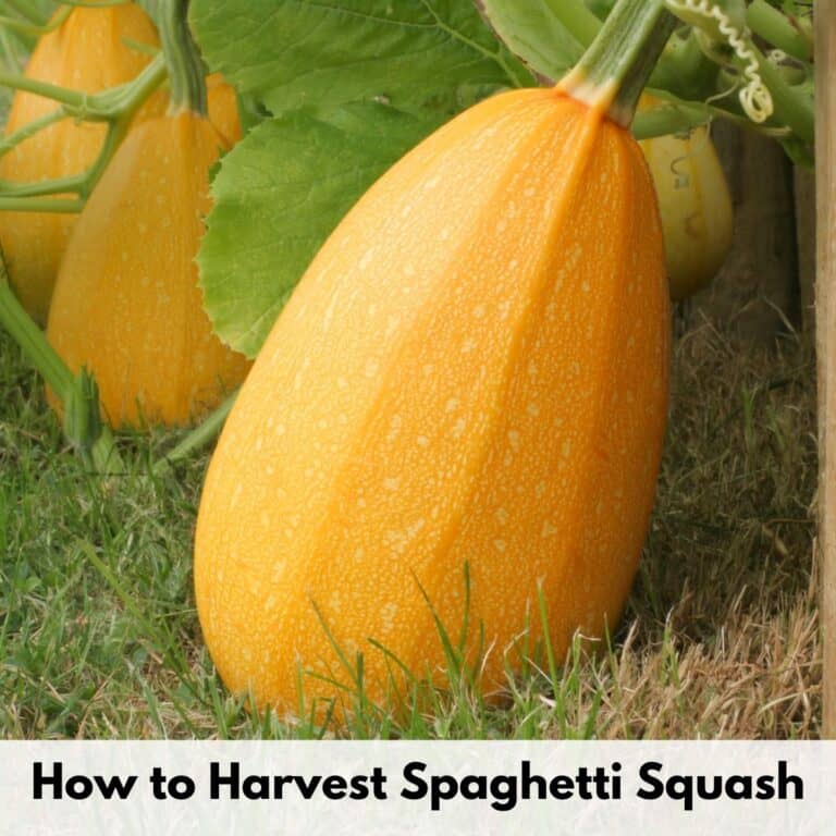 text overlay "how to harvest spaghetti squash" over an image of a ripe spaghetti squash on grass