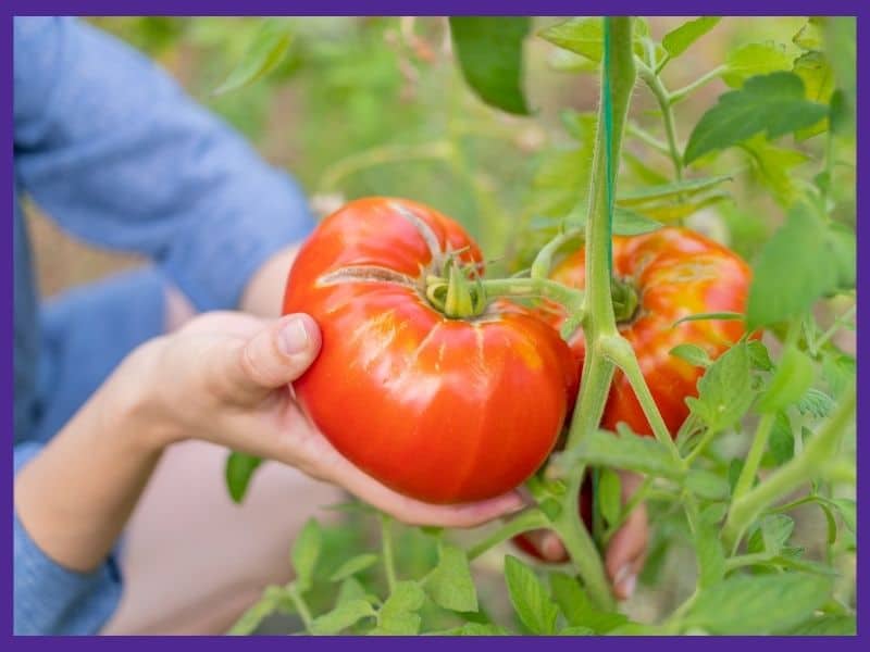 a mão de uma mulher segurando um tomate muito grande e maduro em preparação para colhê-lo.