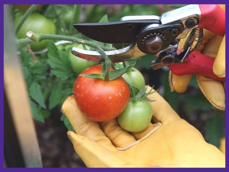 A pair of gloved hands harvesting tomatoes. The left hand is holding a ripe tomato while the right hand uses shears to cut the vine