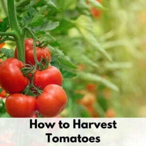 text overlay "how to harvest tomatoes" over an image of a truss of ripe tomatoes growing on a tomato plant