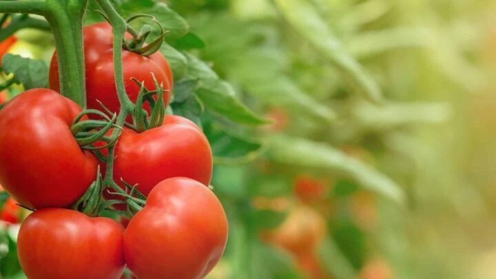text overlay "how to harvest tomatoes" over an image of a truss of ripe tomatoes growing on a tomato plant