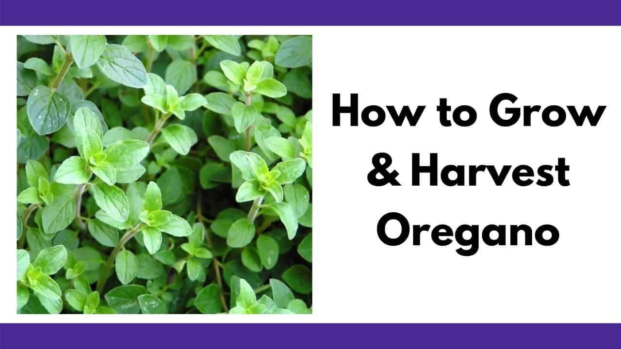 How to Plant, Grow, and Harvest Oregano - Together Time Family