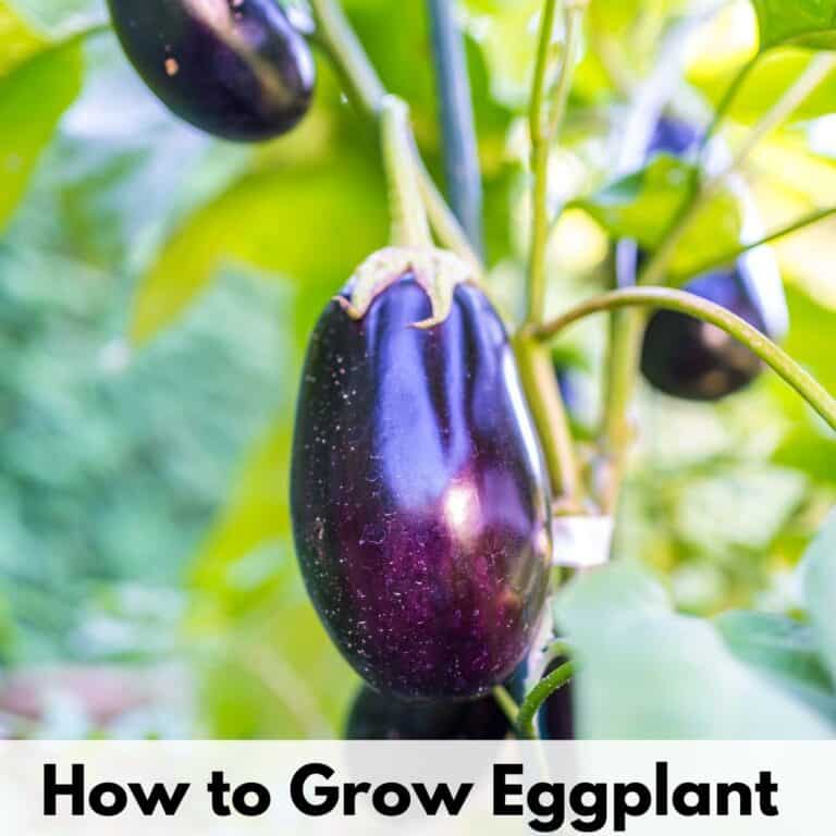 text overlay "how to grow eggplant" over an image of a purple glossy eggplant growing on a plant
