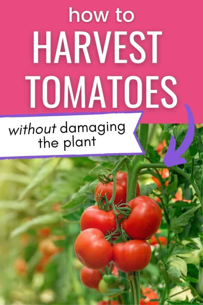 Text "how to pick tomatoes without damaging the plant" above an image of a cluster of ripe red tomatoes on the vine.