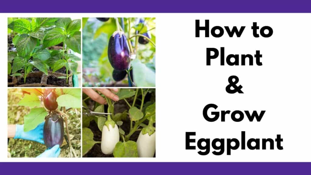 Text "how to plant and grow eggplant" next to a 2x2 grid of photos with eggplant seedlings, young eggplant fruit, a large ripe purple eggplant, and a white eggplant being harvested