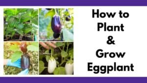 How to Grow Eggplant Successfully - Together Time Family