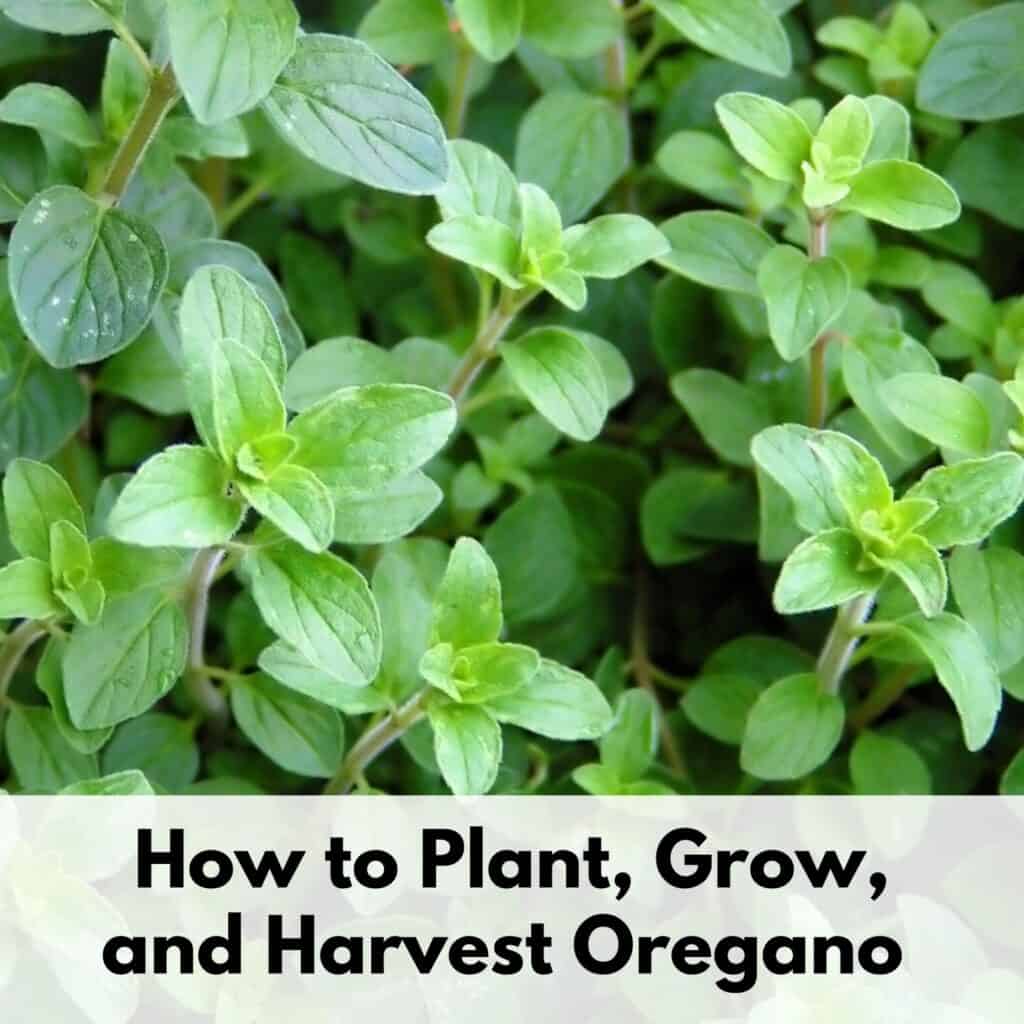 When to Pick Sweet Corn (How to harvest corn on the cob for the best