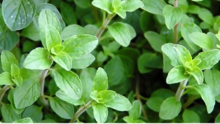 A close up of a growing oregano plant with text overlay "How to Plant, Grow, and Harvest Oregano" across the bottom