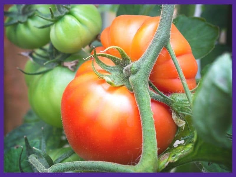 A very large ripe tomato on a vine with a dusting of light yellow/green on top.