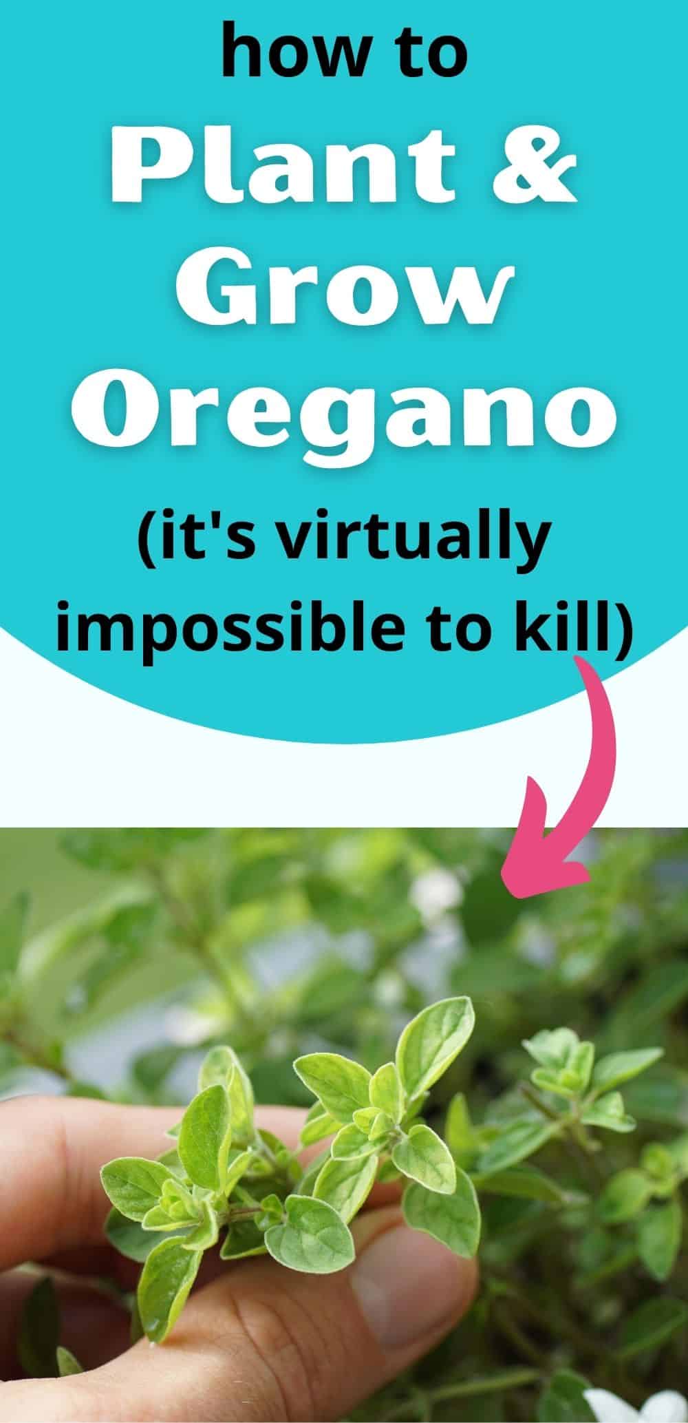 How to Plant, Grow, and Harvest Oregano Together Time Family