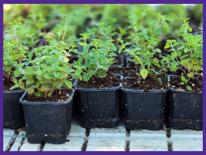 Five small oregano seedlings in individual black plastic pots