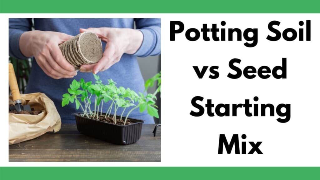 text "potting soil vs seed starting mix" next to an image of a woman holding peat pots. There are tomato seedlings ready to transplant on a table in front of her. 