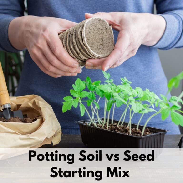 text overlay "potting soil vs seed starting mix" over an image of a person's hands holding peat seedling pots. A seed flat of tomato seedlings ready to transplant is on the table in front of the person. Only their hands and torso are visible.