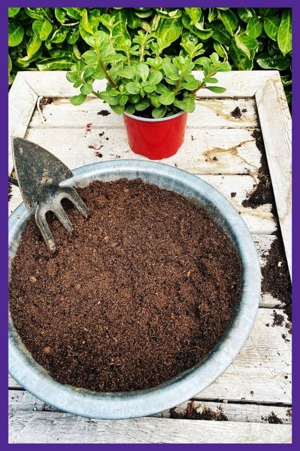 A container of potting soil on a wood deck. A garden fork is in the soil and a potted plant is nearby, waiting to be replanted.