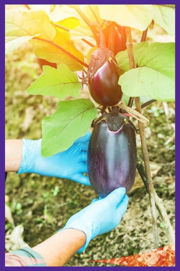 hands wearing blue gloves holding a large, ripe purple eggplant. 