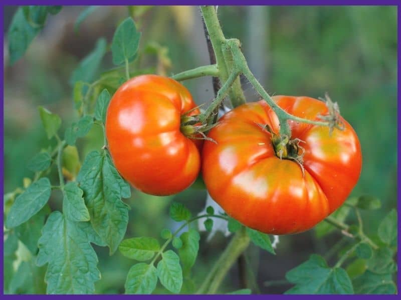 A close up of two large ripe tomatoes on the fine. The fruits are red, but have lightly green shoulders.