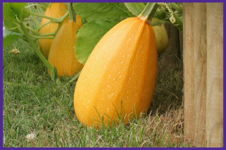 Three large, ripe spaghetti squash sitting on grass next to wood boards from a raised bed