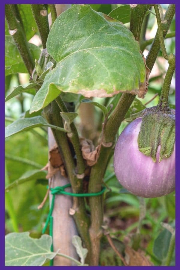 A small purple eggplant on a plant that is tied to a wood stake with green wire