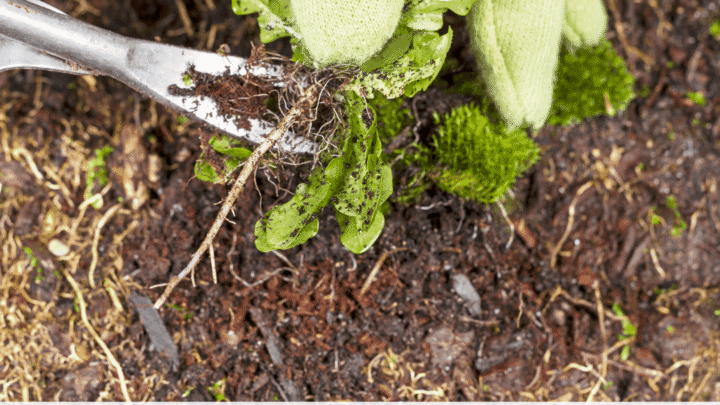 Text reads "the best weed pullers to save your back" in bold black letters on a transparent white text box. Photo above is of a person with green cloth garden gloves using a weed puller to remove a weed from a patch of dirt.