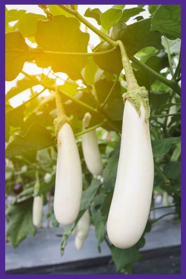 Long white eggplant growing on a vine with golden sunlight behind the plants