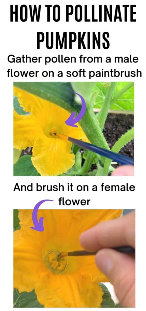 Images showing a paintbrush gathering pollen from a male pumpkin flower and transferring it to a female pumpkin flower. The caption "how to pollinate pumpkins" is at the top of the page.