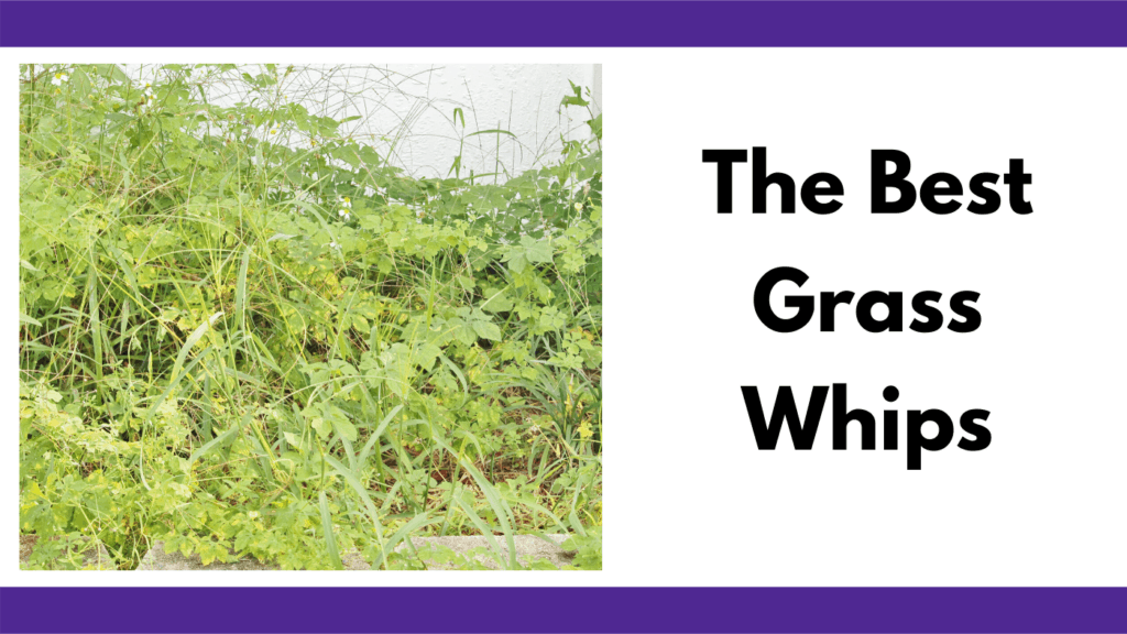 Text reads, "The best grass whips" in a text box to the right of a photo of an overgrown weed and grass field. Photo and text are between two purple colored horizontal bars.