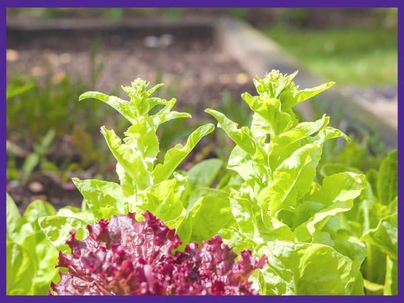 Two bolting green lettuce plants. A red lettuce plant is visible in the foreground