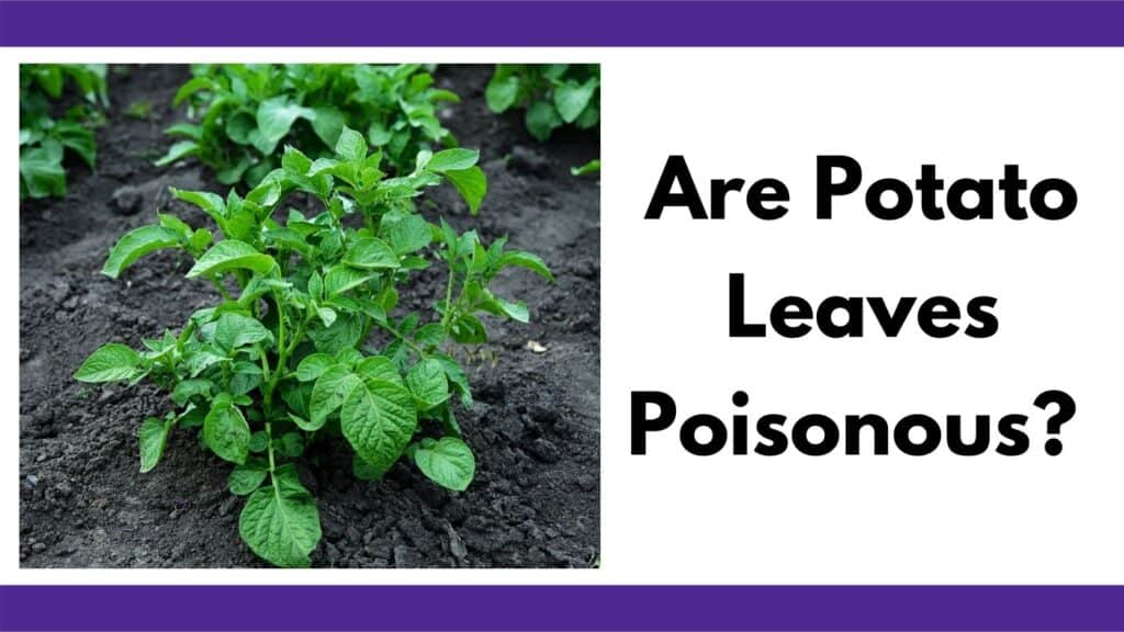 Are Potato Leaves Poisonous Is It Okay To Eat Green And Sprouted Potatoes Together Time Family